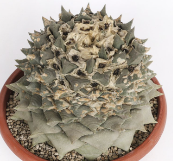 Ariocarpus retusus Tama Botan Frumdosus 10 Pieces Seeds