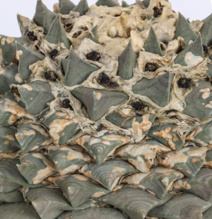 Ariocarpus retusus Tama Botan Frumdosus 10 Pieces Seeds