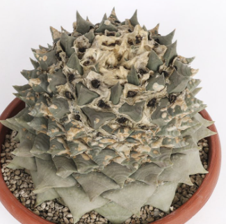 Ariocarpus retusus Tama Botan Frumdosus 10 Pieces Seeds