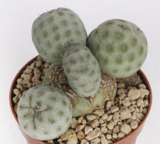 Tephrocactus geometricus f. cristata 10 Pieces Seeds