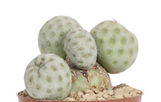 Tephrocactus geometricus f. cristata 10 Pieces Seeds