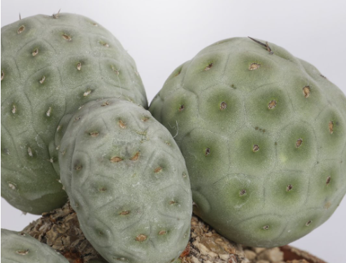 Tephrocactus geometricus f. cristata 10 Pieces Seeds