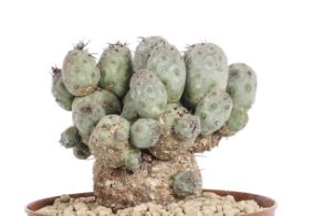 Tephrocactus geometricus mostruoso 10 Pieces Seeds
