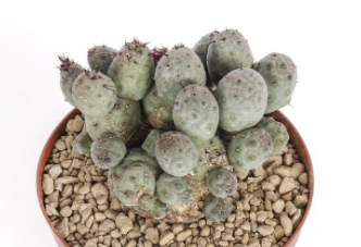 Tephrocactus geometricus mostruoso 10 Pieces Seeds