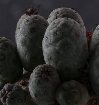 Tephrocactus geometricus mostruoso 10 Pieces Seeds