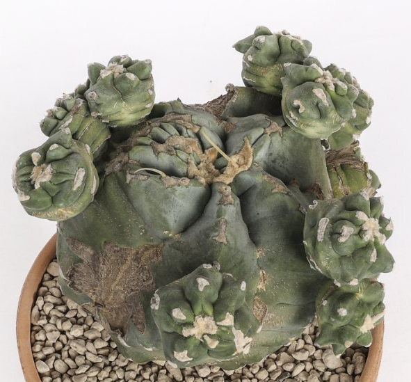 Ferocactus glaucescens cv. ‘Split rock’ 10 Pieces Seeds