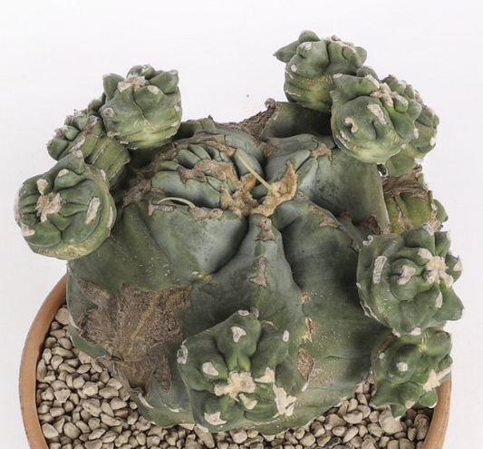 Ferocactus glaucescens cv. ‘Split rock’ 10 Pieces Seeds