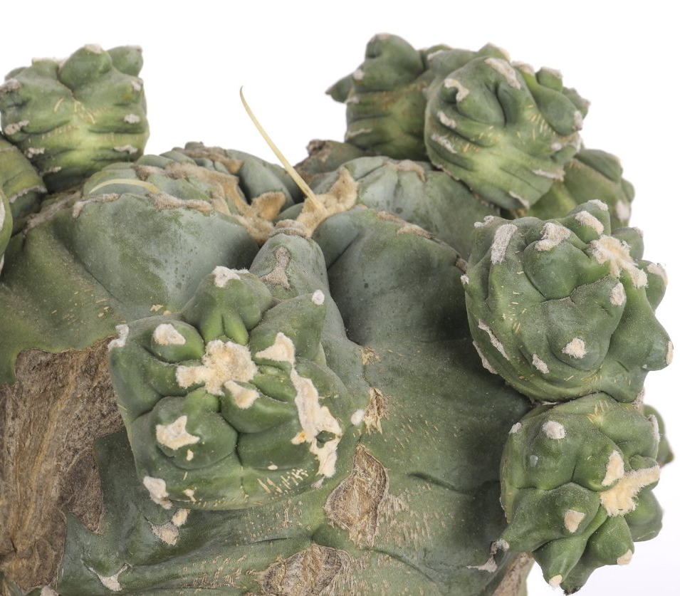 Ferocactus glaucescens cv. ‘Split rock’ 10 Pieces Seeds