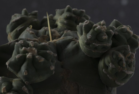Ferocactus glaucescens cv. ‘Split rock’ 10 Pieces Seeds