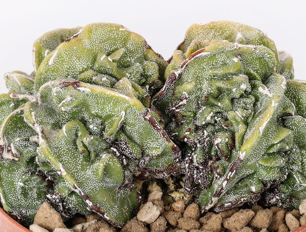 Astrophytum myriostigma Fukuryu 10 Pieces Seeds