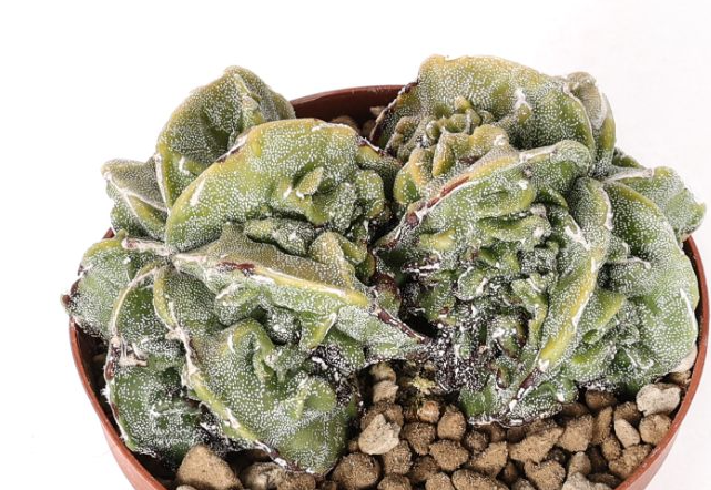 Astrophytum myriostigma Fukuryu 10 Pieces Seeds
