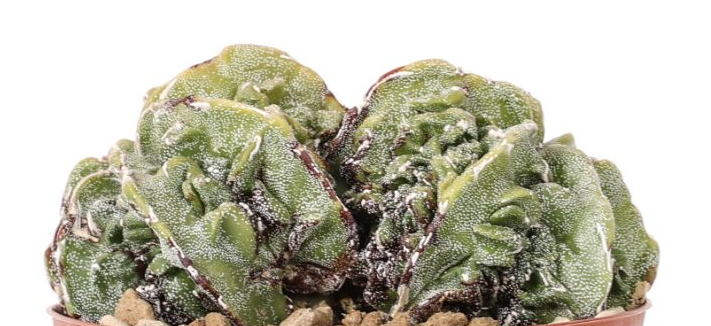 Astrophytum myriostigma Fukuryu 10 Pieces Seeds