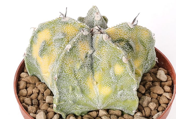 Astrophytum ornatum x Fukuryu variegato 10 Pieces Seeds