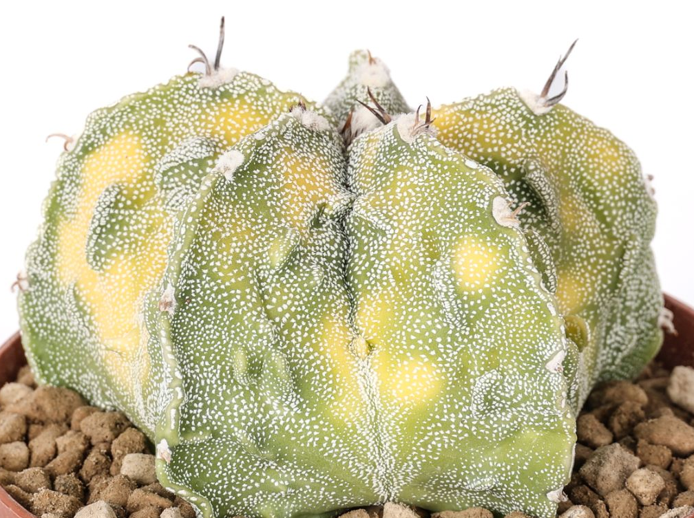 Astrophytum ornatum x Fukuryu variegato 10 Pieces Seeds