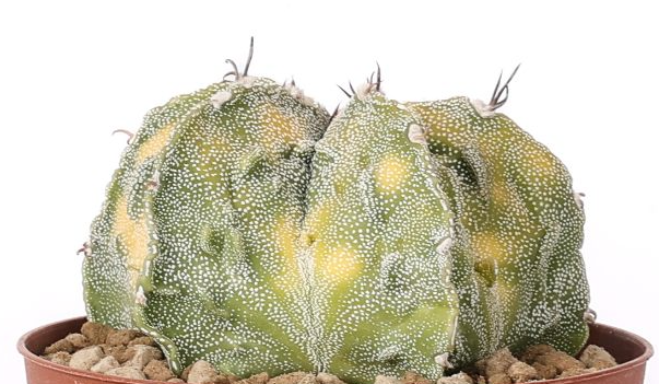 Astrophytum ornatum x Fukuryu variegato 10 Pieces Seeds