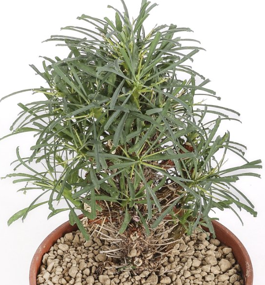 Euphorbia multifolia 7 Pieces Seeds