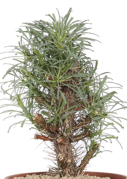 Euphorbia multifolia 7 Pieces Seeds