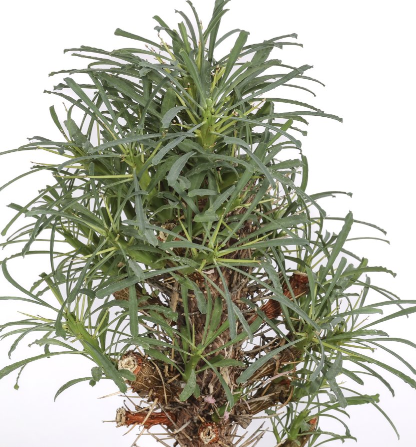 Euphorbia multifolia 7 Pieces Seeds