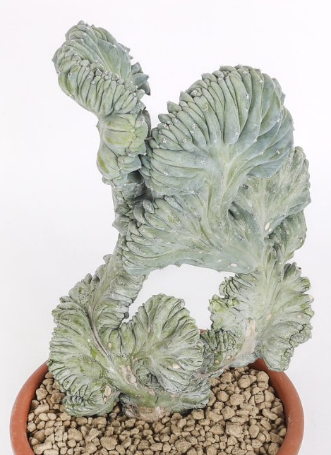 Myrtillocactus geometrizans cristate f. minor 12 Pieces Seeds
