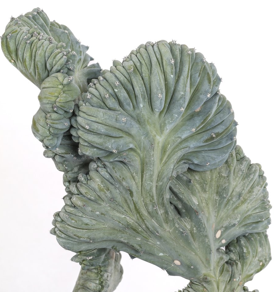 Myrtillocactus geometrizans cristate f. minor 12 Pieces Seeds