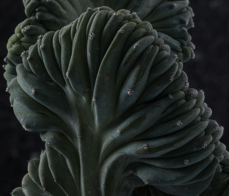 Myrtillocactus geometrizans cristate f. minor 12 Pieces Seeds