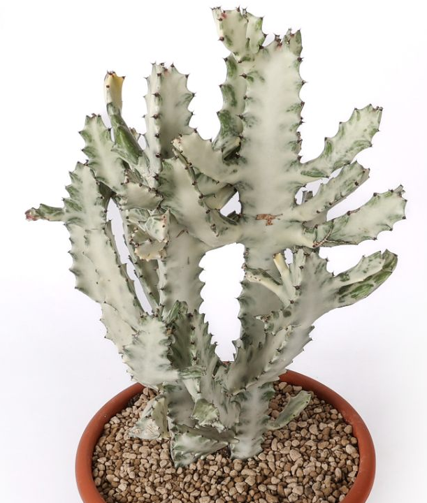 Euphorbia lactea ‘White Ghost’ 10 Pieces Seeds