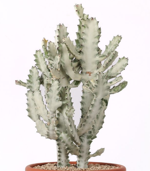 Euphorbia lactea ‘White Ghost’ 10 Pieces Seeds