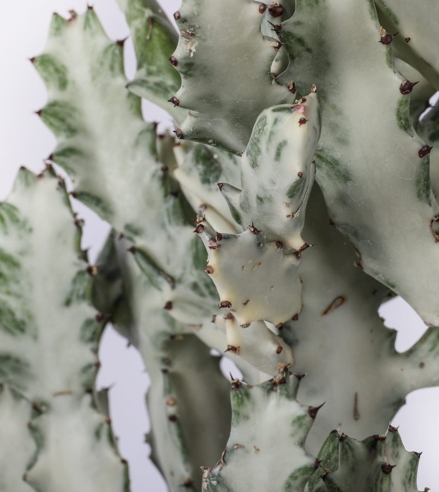 Euphorbia lactea ‘White Ghost’ 10 Pieces Seeds