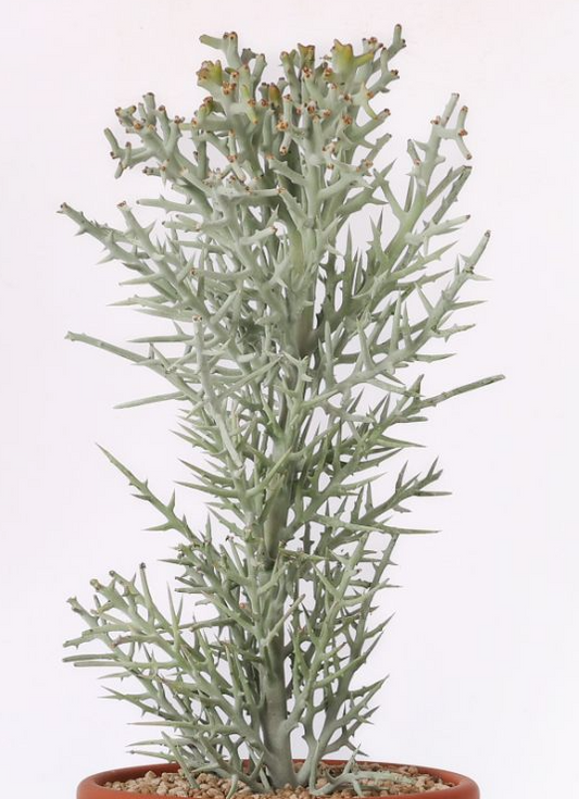 Euphorbia stenoclada 10 Pieces Seeds