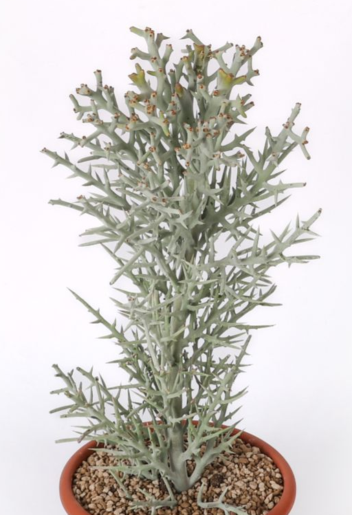 Euphorbia stenoclada 10 Pieces Seeds