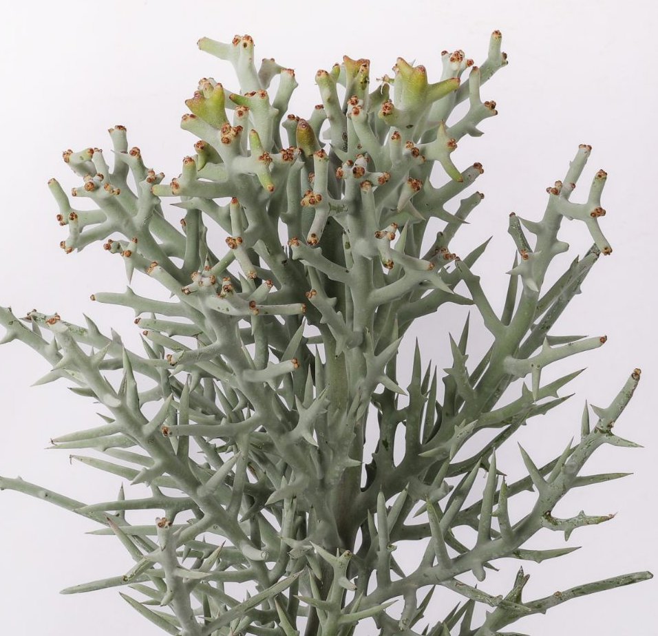 Euphorbia stenoclada 10 Pieces Seeds