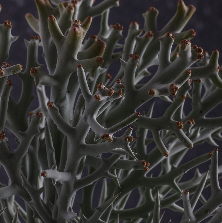 Euphorbia stenoclada 10 Pieces Seeds