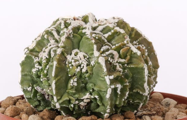 Astrophytum myriostigma Fukuryu Haku-Jo 10 Pieces Seeds