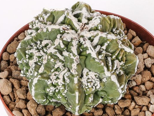 Astrophytum myriostigma Fukuryu Haku-Jo 10 Pieces Seeds