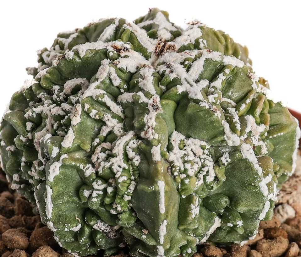 Astrophytum myriostigma Fukuryu Haku-Jo 10 Pieces Seeds