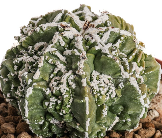 Astrophytum myriostigma Fukuryu Haku-Jo 10 Pieces Seeds