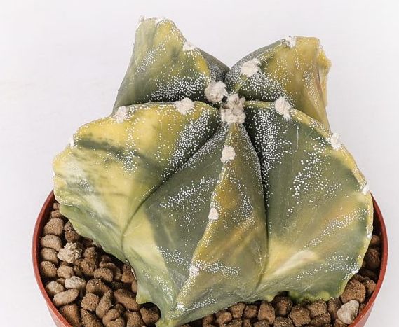 Astrophytum myriostigma nudum variegato 10 Pieces Seeds