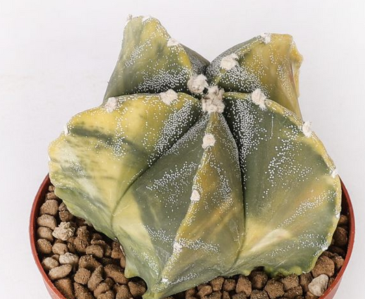 Astrophytum myriostigma nudum variegato 10 Pieces Seeds