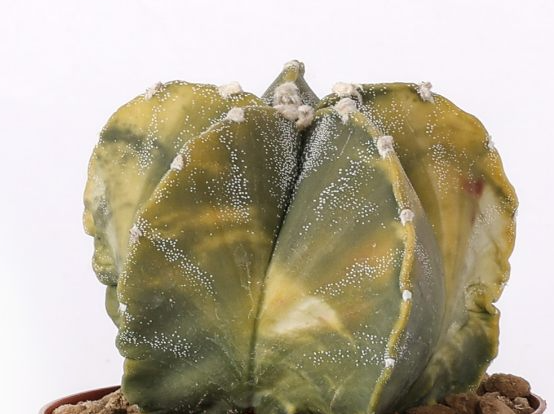 Astrophytum myriostigma nudum variegato 10 Pieces Seeds