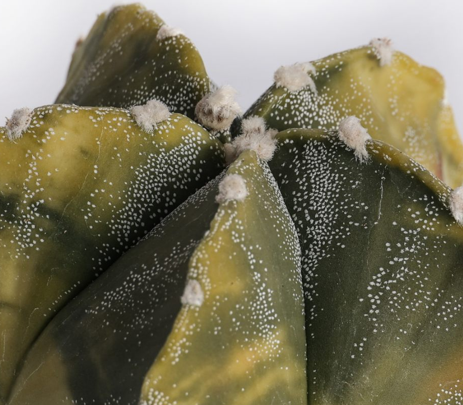 Astrophytum myriostigma nudum variegato 10 Pieces Seeds