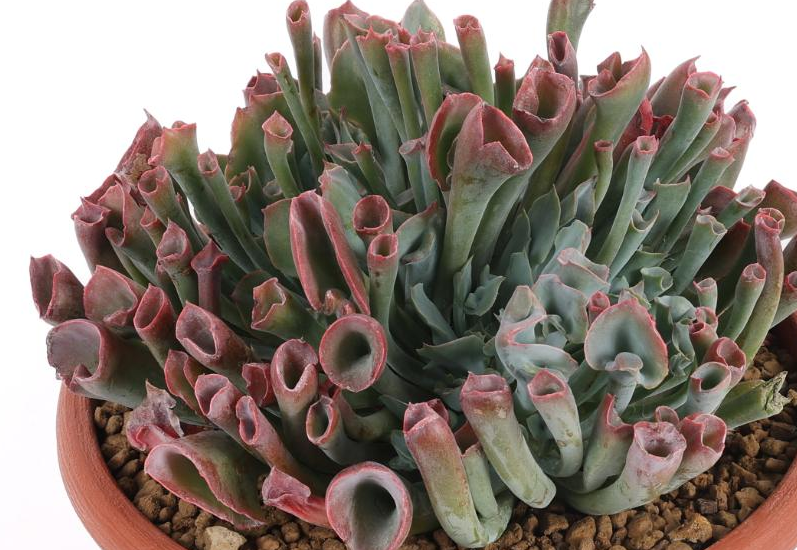 Echeveria ‘Trumpet Pinky’ 10 Pieces Seeds
