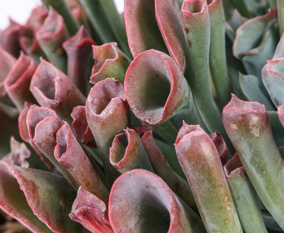 Echeveria ‘Trumpet Pinky’ 10 Pieces Seeds