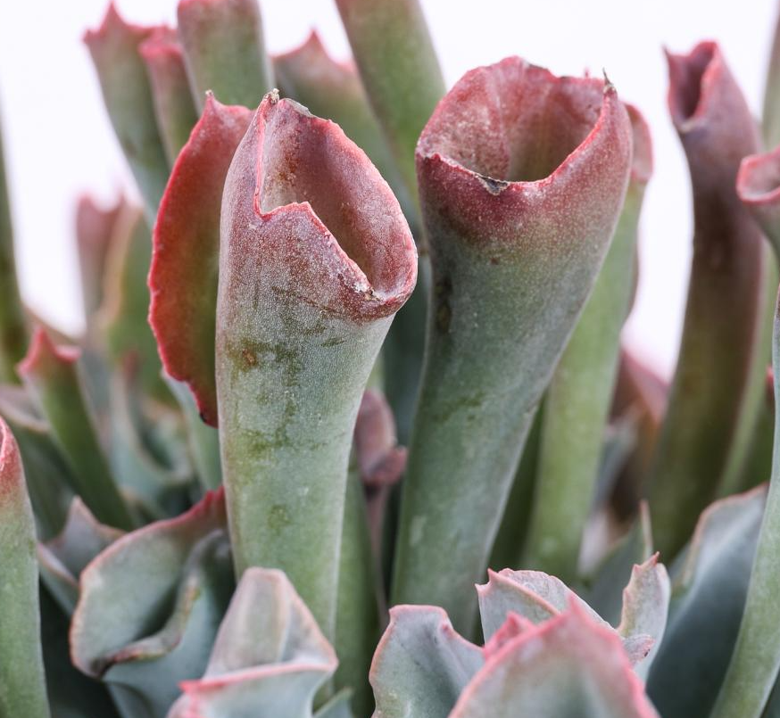 Echeveria ‘Trumpet Pinky’ 10 Pieces Seeds