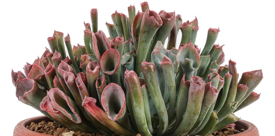 Echeveria ‘Trumpet Pinky’ 10 Pieces Seeds