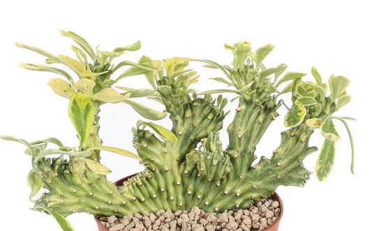 Euphorbia neriifolia crestata variegata 5 Pieces Seeds