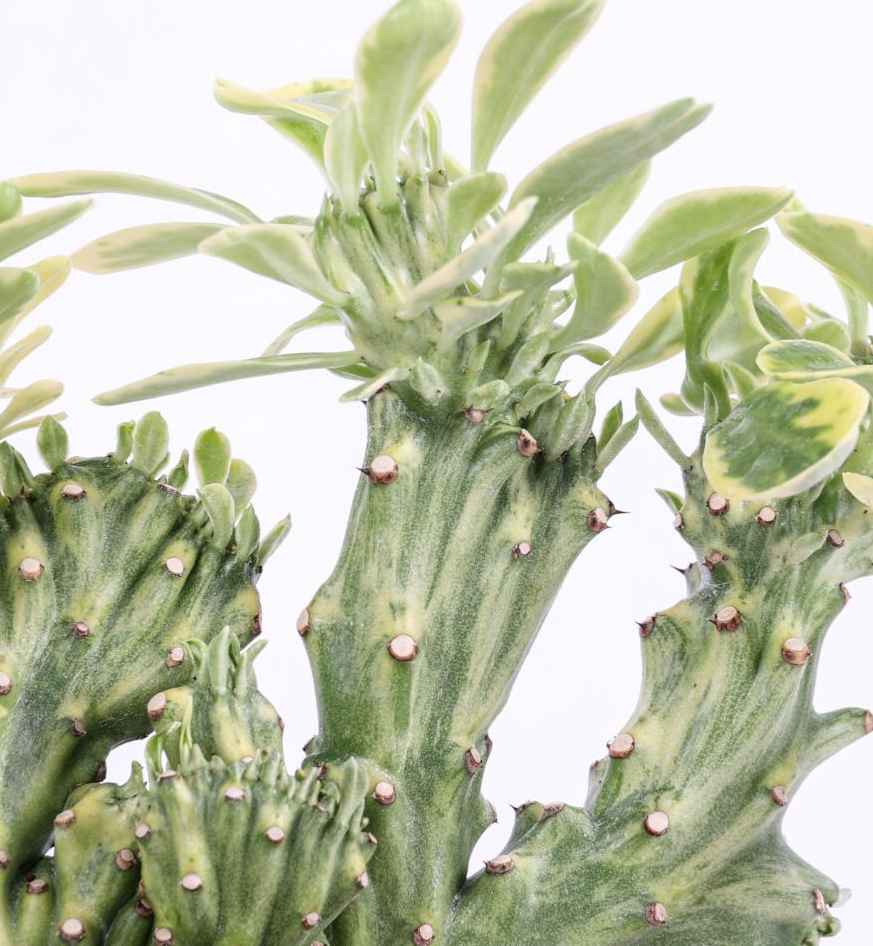 Euphorbia neriifolia crestata variegata 5 Pieces Seeds