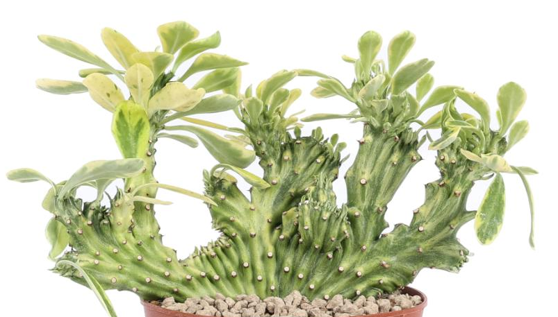 Euphorbia neriifolia crestata variegata 5 Pieces Seeds
