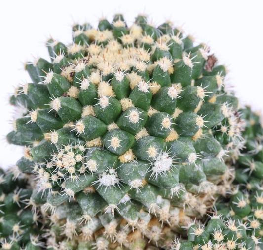 Mammillaria eichlamii 10 Pieces Seeds