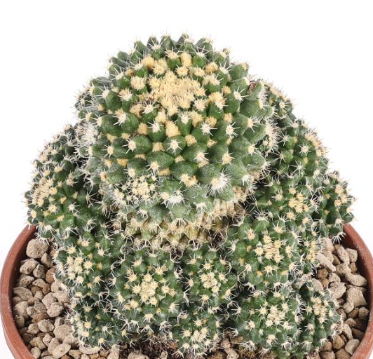 Mammillaria eichlamii 10 Pieces Seeds