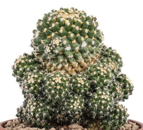 Mammillaria eichlamii 10 Pieces Seeds